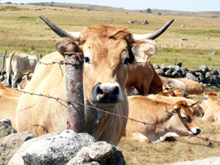 Aubrac-Rind