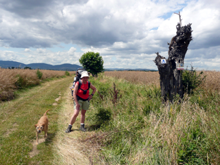 Begegnung mit einem frei laufenden Hund