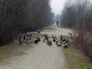 Wukdebteb ab der Trazb